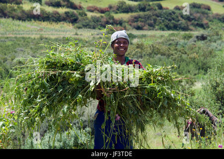 Sorridente agricoltore che trasportano le colture Hlotse River Valley Leribe District Lesotho Africa meridionale Foto Stock