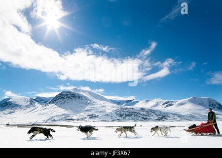 Cani da slitta di trazione Foto Stock