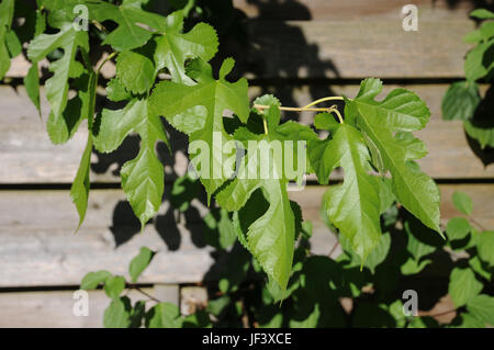 Morus alba Gelso Bianco Foto Stock