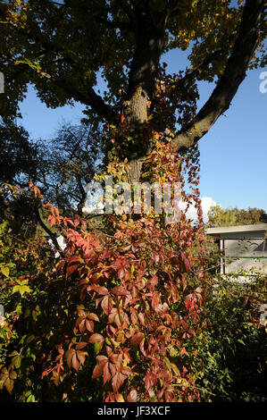 Parthenocissus quinquefolia, Virginian superriduttore Foto Stock