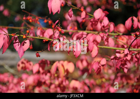 Euonymus alatus, alato mandrino Foto Stock