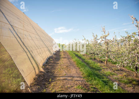 Pera alberi in fiore accanto al Green House Foto Stock