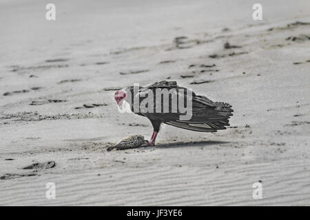 Avvoltoio nero con i pesci morti a sabbia Foto Stock