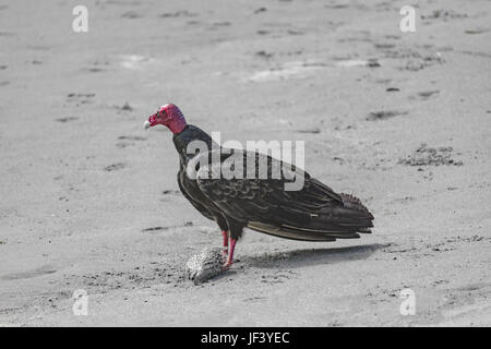 Avvoltoio nero con i pesci morti a sabbia Foto Stock