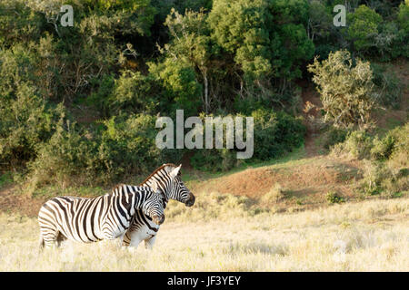 Due Zebra sfregamento alcuni amore gli uni sugli altri Foto Stock