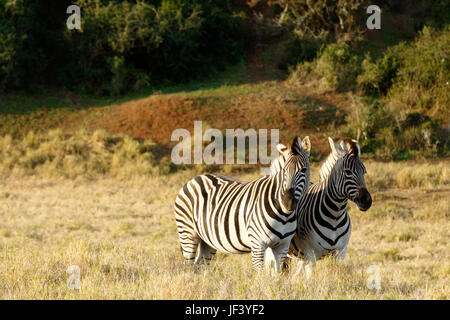 La Burchell Zebra permanente e la ricerca. Foto Stock