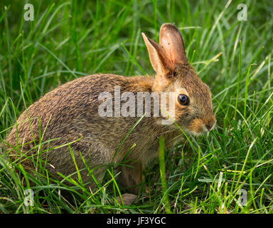 ARLINGTON, VIRGINIA, Stati Uniti d'America - 4 giugno 2017: Bunny coniglio in erba. Wild Silvilago orientale. Sylvilagus floridanus Foto Stock