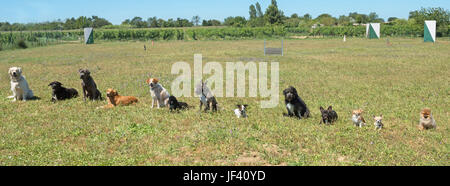 Gruppo di cani in un training di obbedienza Foto Stock