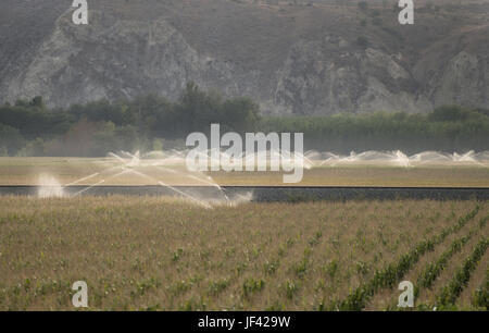 Impianti di irrigazione e il mais Foto Stock