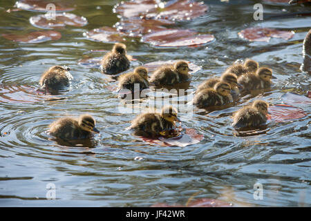 Il ducking su acqua Foto Stock