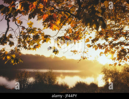 Foresta di Hatfield e lago, vicino Bishops Stortford, England, Regno Unito Foto Stock