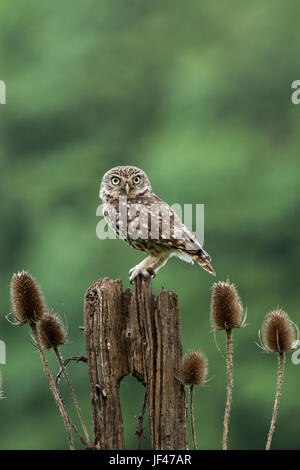 Civetta (Athene noctua) arroccato su un vecchio post Foto Stock