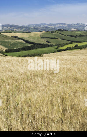 Colture di cereali e agriturismo in Toscana Foto Stock