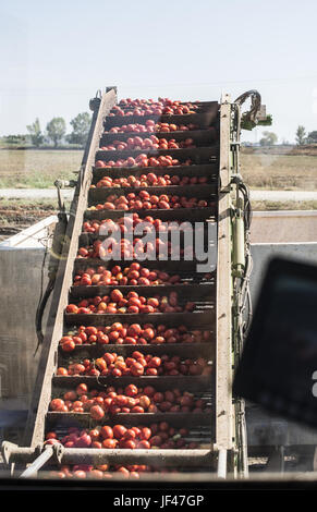 Harvester raccoglie i pomodori nel rimorchio Foto Stock