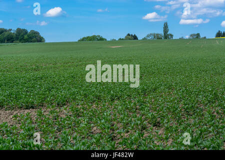 Il paesaggio agricolo contro il cielo blu Foto Stock