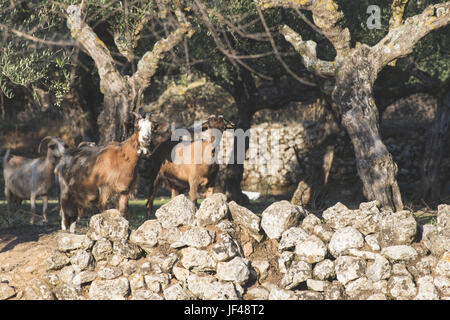 Tame capre tra gli ulivi Foto Stock