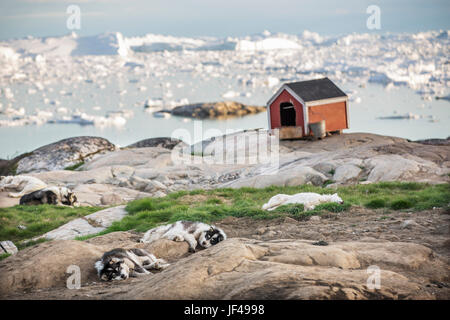 I cani in appoggio sulla costa rocciosa Foto Stock