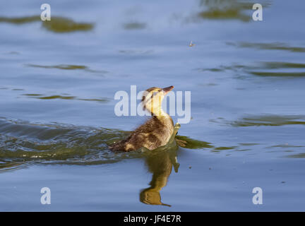 Giovani carino fluffy baby anatroccolo il germano reale (Anas platyrhynchos) a caccia di mangiare l'alimentazione su gustosa fly mosche o midge moscerini Foto Stock