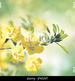 Jussieua fiori selvatici blossom Foto Stock