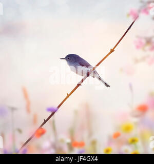 Colore grigio-blu Gnatcatcher appollaiato su un ramo al tramonto Foto Stock