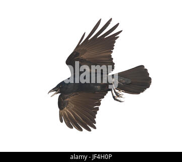 American Crow in volo isolati su sfondo bianco Foto Stock