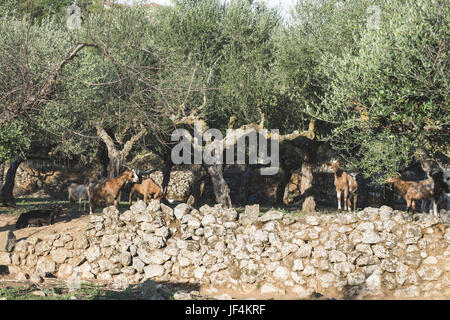 Tame capre tra gli ulivi Foto Stock