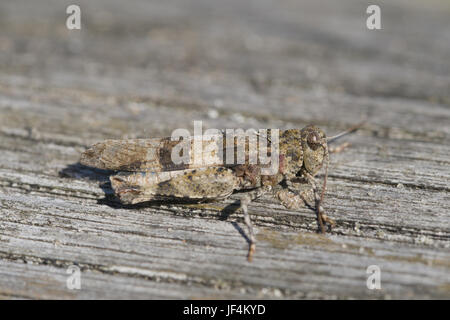 Blu-winged grasshopper, Oedipoda caerulescens Foto Stock