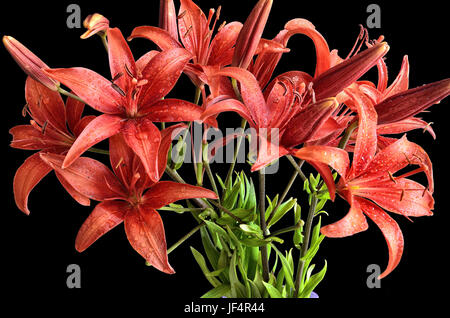 Bouquet di wet giglio rosso fiori Foto Stock