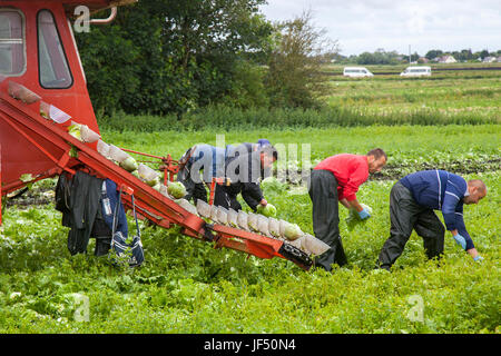 Tarleton, Lancashire, Regno Unito. Il 29 giugno, 2017. I cittadini dell UE di lattuga di raccolta si trovano di fronte a un futuro incerto. Le aziende agricole e gli agricoltori sempre fare affidamento su un gran numero di immigrati e opere di migranti per agevolare il lavoro intensivo di piantare, ripulendo dalle erbacce e la mietitura di raccolti di insalata, e la cui occupazione rimane qualche dubbio come inizio dei negoziati su Brexit. La Gran Bretagna è la produzione alimentare dipende dalla stagione del lavoro migrante dall UE. Credito; MediaWorldImages/AlamyLiveNews Foto Stock