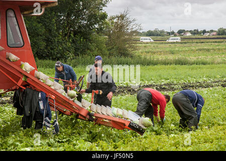 Tarleton, Lancashire, Regno Unito. Il 29 giugno, 2017. I cittadini dell UE di lattuga di raccolta si trovano di fronte a un futuro incerto. Le aziende agricole e gli agricoltori sempre fare affidamento su un gran numero di immigrati e opere di migranti per agevolare il lavoro intensivo di piantare, ripulendo dalle erbacce e la mietitura di raccolti di insalata, e la cui occupazione rimane qualche dubbio come inizio dei negoziati su Brexit. La Gran Bretagna è la produzione alimentare dipende dalla stagione del lavoro migrante dall UE. Credito; MediaWorldImages/AlamyLiveNews Foto Stock