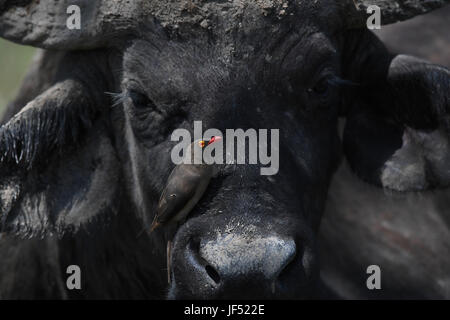 Nairobi. Il 21 giugno, 2017. Foto scattata a giugno 21, 2017 mostra un uccellino in piedi sul naso di un bufalo nel Parco nazionale di Nakuru del lago, in Kenya. Lake Nakuru si trova a sud di Nakuru, nella Rift valley del Kenya ed è protetto dal lago Nakuru National Park. Il lago è abbondanza di alghe attrae una vasta quantità di fenicotteri rosa che notoriamente rivestita la riva. Altri uccelli fiorire anche nella zona come fare facoceri, babbuini e altri grandi mammiferi. Orientale il rinoceronte nero e il bianco del sud di rinoceronti sono stati introdotti anche. Credito: Chen Cheng/Xinhua/Alamy Live News Foto Stock