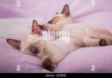 Gattini siamese addormentato su una luce viola cuscino Foto Stock