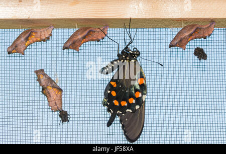 Un fresco Pipevine eclosed farfalla a coda di rondine a penzoloni accanto a quattro uneclosed chrysalises, lasciando le sue ali compila e asciutto Foto Stock