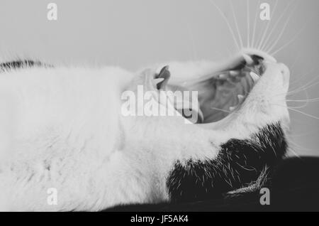 Gatto sdraiato sulla sua schiena, sbadigli. La bocca aperta che mostra i denti Foto Stock