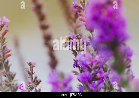 Cerca Bumble Bee seduto sul fiore viola, lavanda Foto Stock
