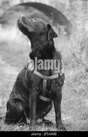 Cane di grandi dimensioni con un cablaggio seduta al di fuori lo sniffing l'aria, in bianco e nero Foto Stock