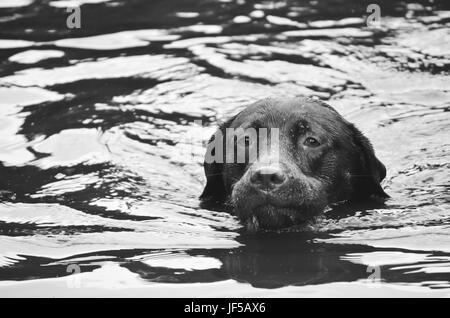 Cane a nuotare in acqua, la testa sporgente Foto Stock