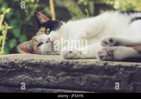 Cat posa sul suo lato. Cat rilassante sulla pietra nel parco Foto Stock