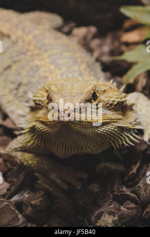 Close up di un drago barbuto, vitticeps AGAMA SA Foto Stock
