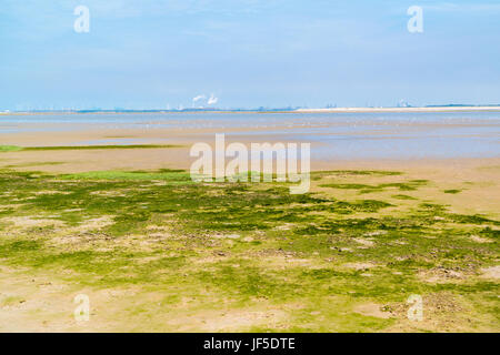 Panorama di sandflat e paesaggio mudflat a bassa marea, riserva naturale vicino a Maasvlakte e il porto di Rotterdam, Paesi Bassi Foto Stock