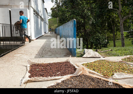 In corrispondenza di una missione della comunità al di fuori dell Avana i chicchi di caffè asciugare al sole. Foto Stock
