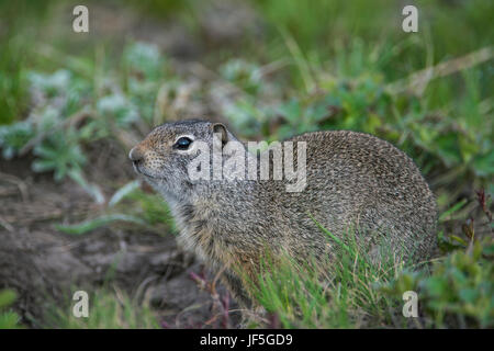 Uinta Scoiattolo di terra (Urocitellus armatus), Montana Foto Stock