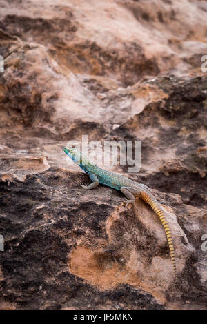 Sekukhune lucertola piatta (Platysaurus orientalis) sulla pietra, Sud Africa e Africa Foto Stock