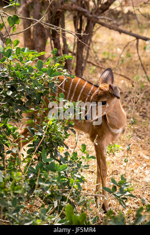 Femmina Kudu minore nasconde nella savana del Sud Africa, il Kruger Park, Africa Foto Stock