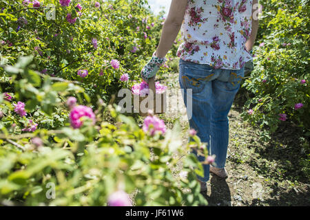 Donna colore raccolta di semi oleosi rose Foto Stock