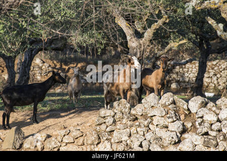 Tame capre tra gli ulivi Foto Stock