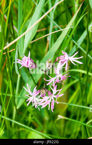 Ragged-Robin, Lychnis flos-cuculi, crescendo a Titchwell Marsh, Norfolk. Ha declinato in Inghilterra in parte a causa di un'agricoltura moderna svuotamento delle zone umide. Foto Stock