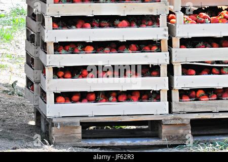 Fresco su pallet di fragole Foto Stock