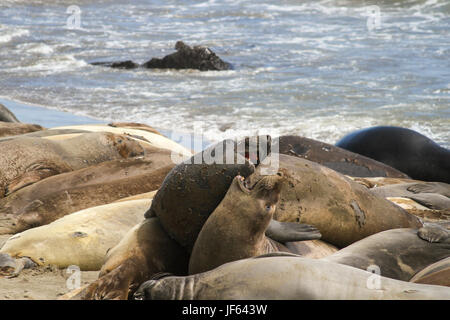 Giovani, muta le guarnizioni di elefante combattimenti, Piedras Blancas guarnizione di elefante Rookery, San Simeone, San Luis Obispo County, California, Stati Uniti, Nord Am Foto Stock