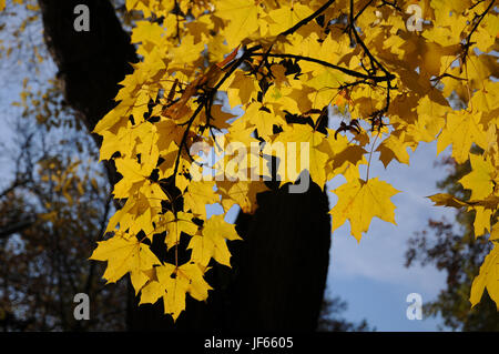 Acer platanoides, Norvegia acero, foglie di autunno Foto Stock